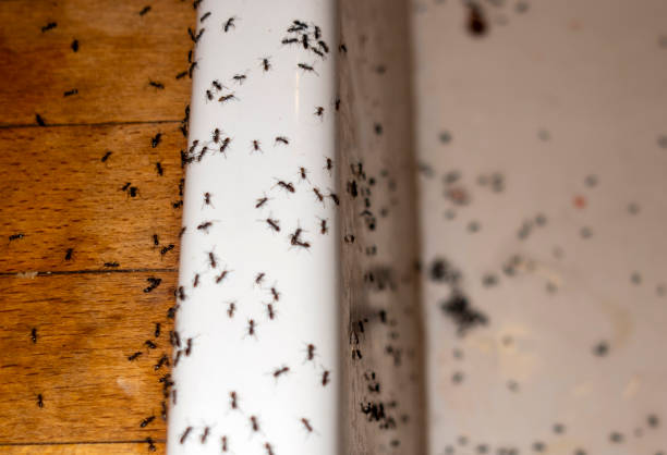 Best Best Pest Control Companies  in American Fork, UT